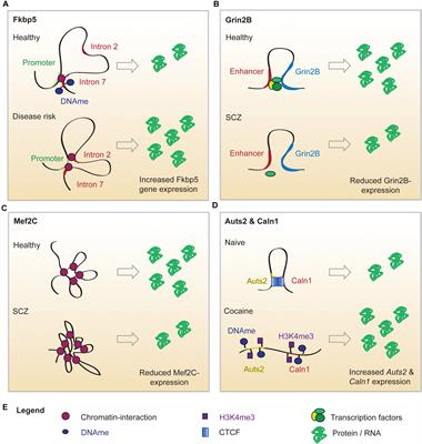 Loop Interrupted: Dysfunctional Chromatin Relations in Neurological Diseases